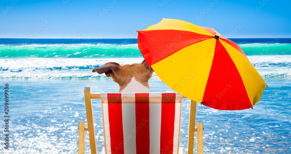 dog relaxing on a beach chair