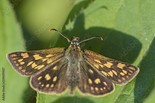 Chequered Skipper - Carterocephalus palaemon, small brown yellow dotted butterfly from European meadows.