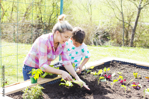 beautiful mother and her blond son planting salad in the raised bed in her garden