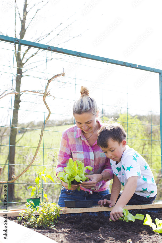 beautiful mother and her blond son planting salad in the raised bed in her garden beautiful mother and her blond son planting salad in the raised bed in her garden