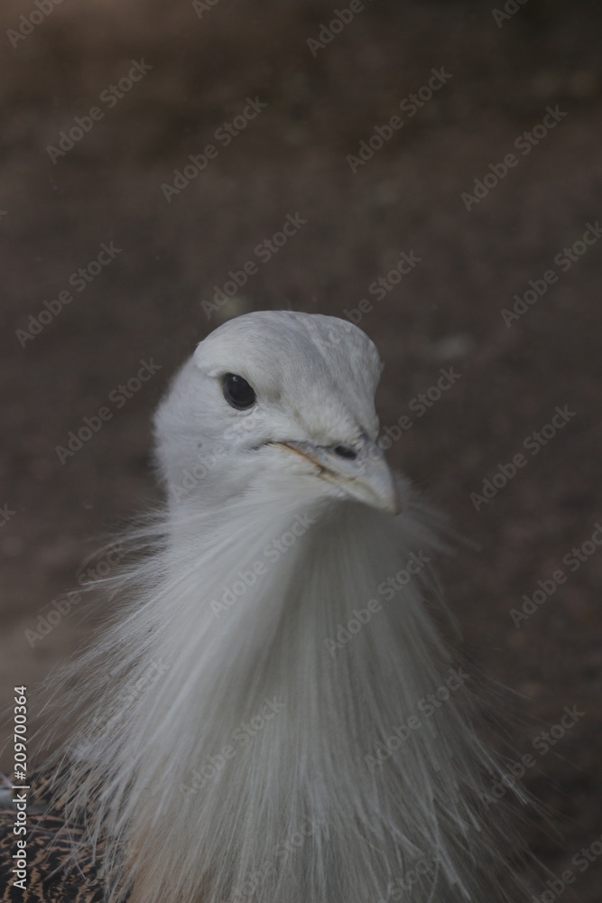 Close up Great Bustard Bird, Otis Tarda, Beijing, China Close up Great Bustard Bird, Otis Tarda, Beijing, China