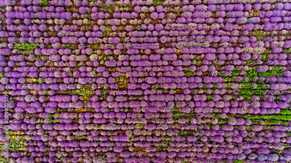 Lavender field aerial view. Top view. Lavender field aerial view. Top view.