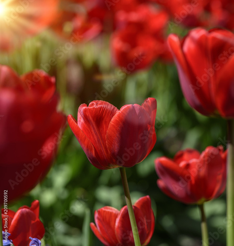 red blossoming tulips with green stems and leaves