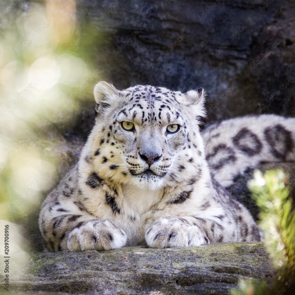 Attentive snow leopard keeps a watchful eye through the foliage. Attentive snow leopard keeps a watchful eye through the foliage.