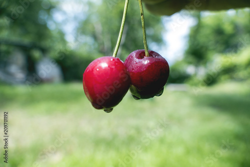 Two cherries against the background of nature © Anatoliy