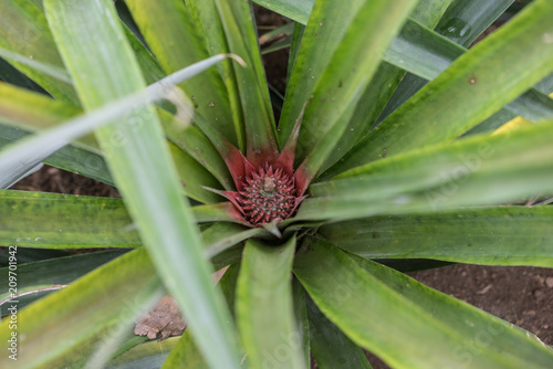 Wallpaper Mural Ananaspflanze Torontodigital.ca