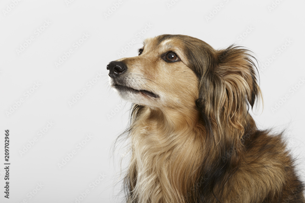Studio portrait of an expressive Collie dog against neutral background Studio portrait of an expressive Collie dog against neutral background