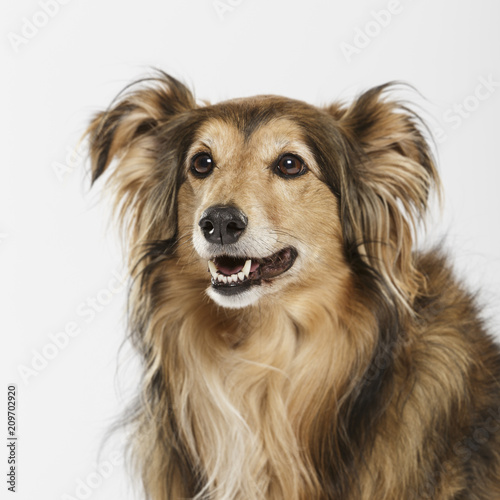 Studio portrait of an expressive Collie dog against neutral background © txemag