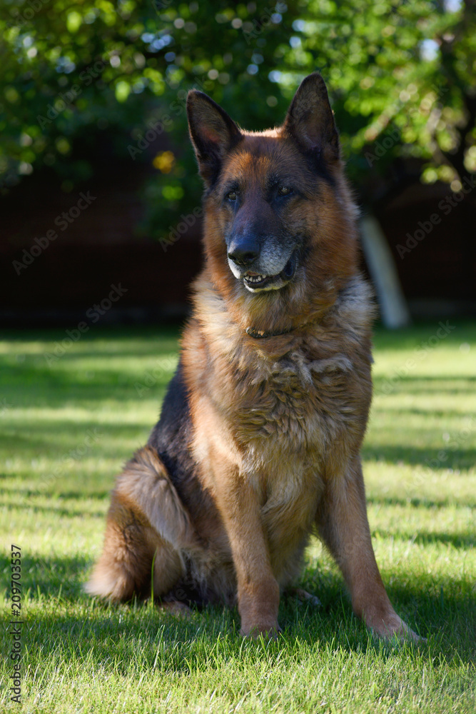German Shepherd dog sitting on green grass at summer garden German Shepherd dog sitting on green grass at summer garden
