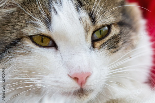 Portrait of a cat. Closeup, selective focus