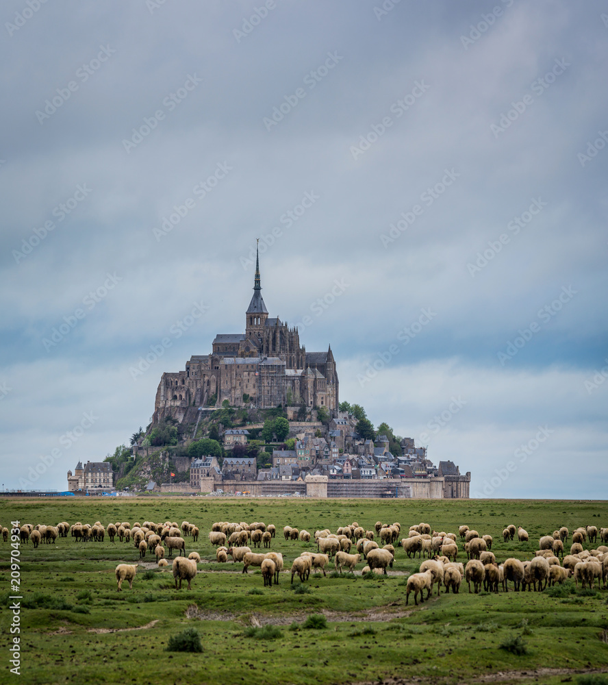 Sheep in the field directly opposite Mont st Michel in Normandy