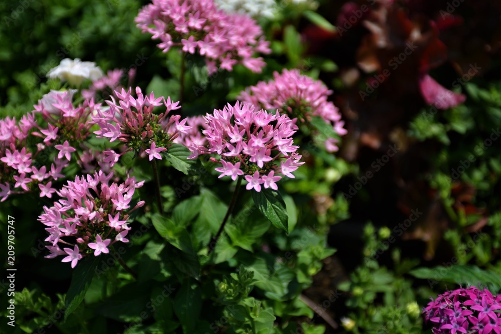 Japanese Flowers