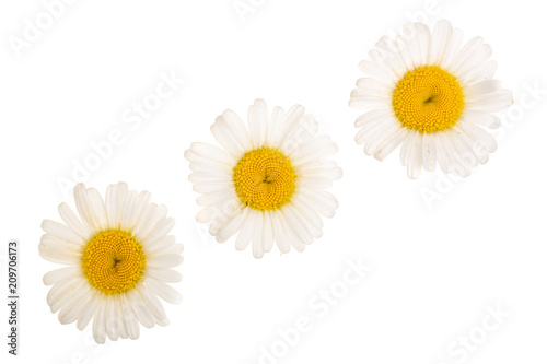 Fototapeta Naklejka Na Ścianę i Meble -  Three chamomile or daisies isolated on white background. Top view. Flat lay