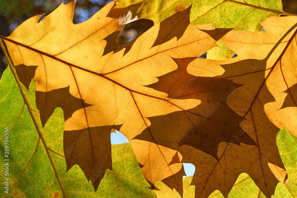 Close-up of yellow, orange, brown and green red oak autumn leaves backlit by the sun Close-up of yellow, orange, brown and green red oak autumn leaves backlit by the sun