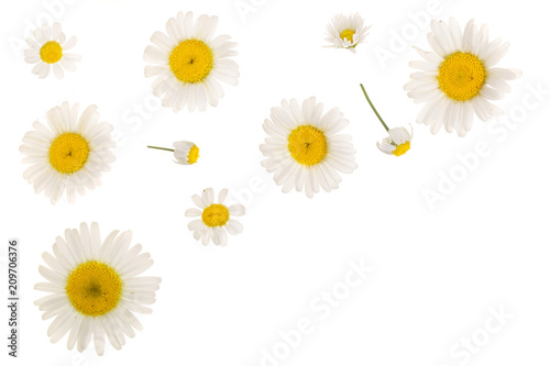 chamomile or daisies isolated on white background with copy space for your text. Top view. Flat lay © kolesnikovserg