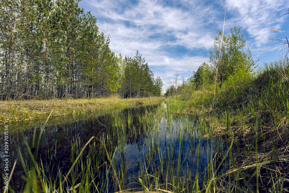 By the forest channel  Proto on the edge of the forest overgrown with small shrubs and dense grass against a blue cloudy sky 