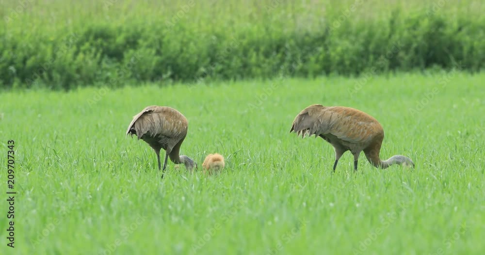 Pair of Sandhill Cranes, Grus canadensis, with chick 4K