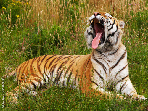 Yawning Siberian tiger