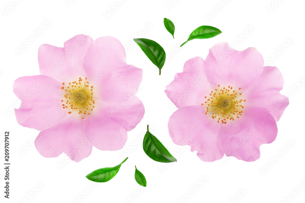 Rosehip flower with leaf isolated on white background close up Rosehip flower with leaf isolated on white background close up
