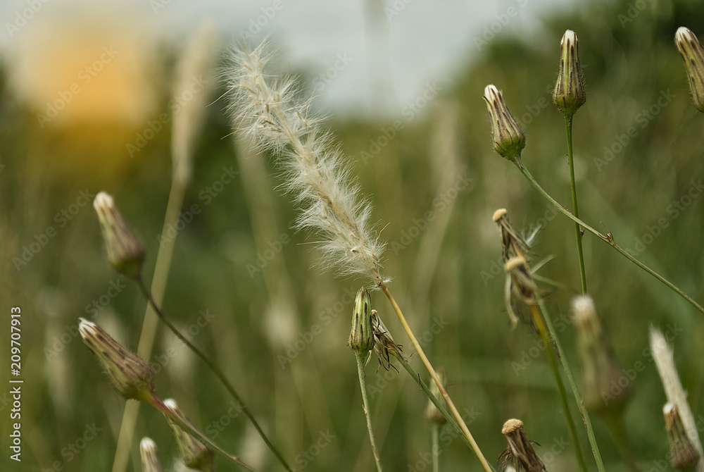 Dandolion in summer on a field Dandolion in summer on a field
