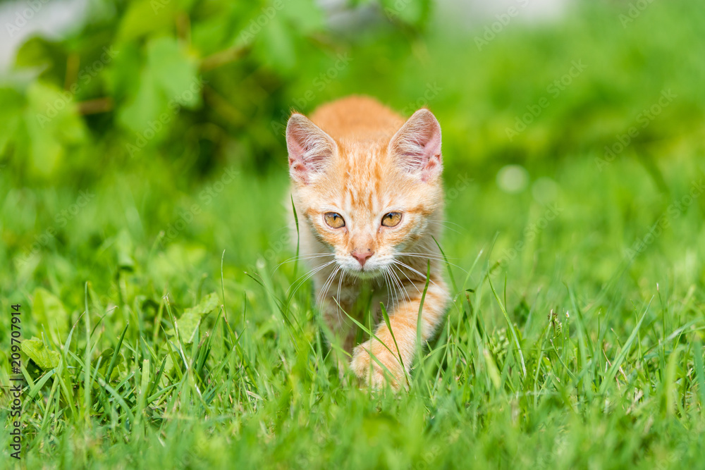 Portrait of little young kitten walk thru grass. Shallow depth of filed. Portrait of little young kitten walk thru grass. Shallow depth of filed.