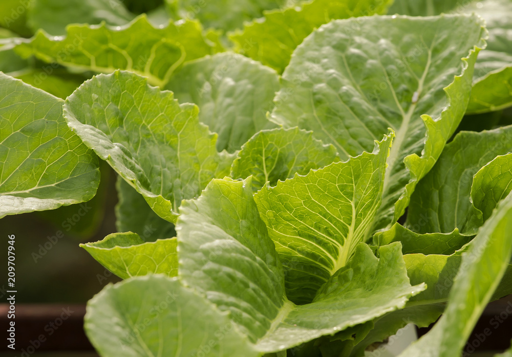 ้ัGrowing vegetables without soil (Hydroponics) ้ัGrowing vegetables without soil (Hydroponics)