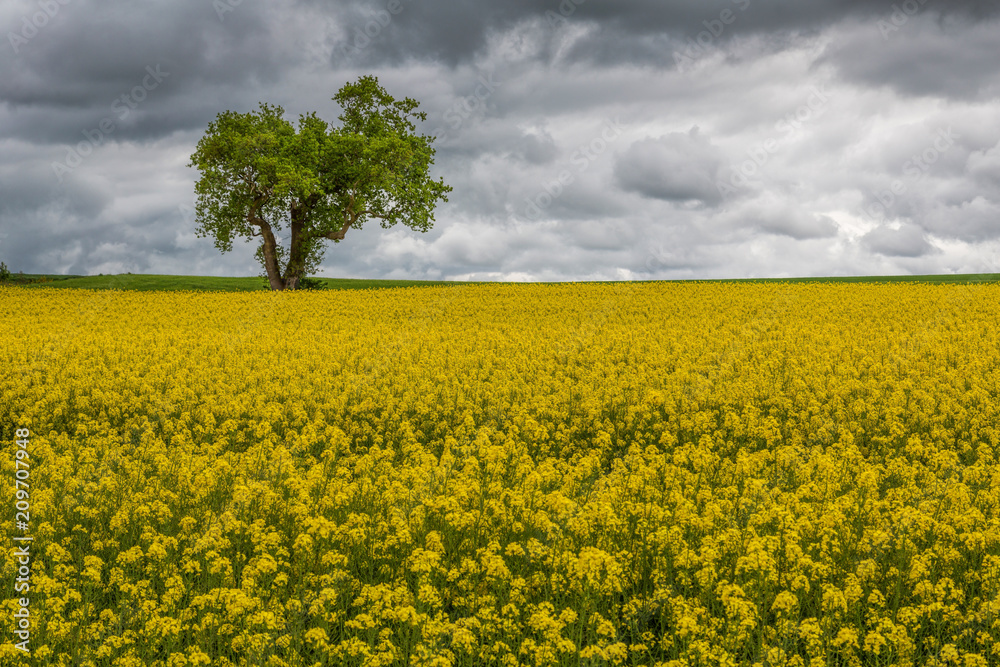 Fototapeta premium Rape seed plants in Normandy, France under a dramatic sky