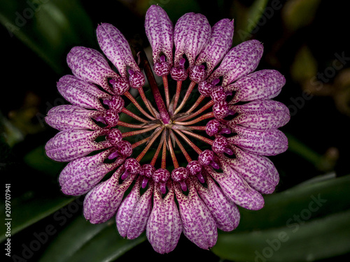 Bulbophyllum longiflorum photo