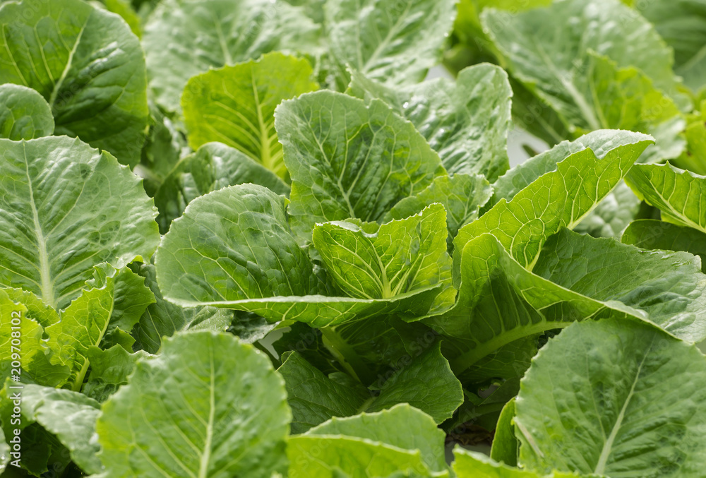 Obraz premium ้ัGrowing vegetables without soil (Hydroponics)