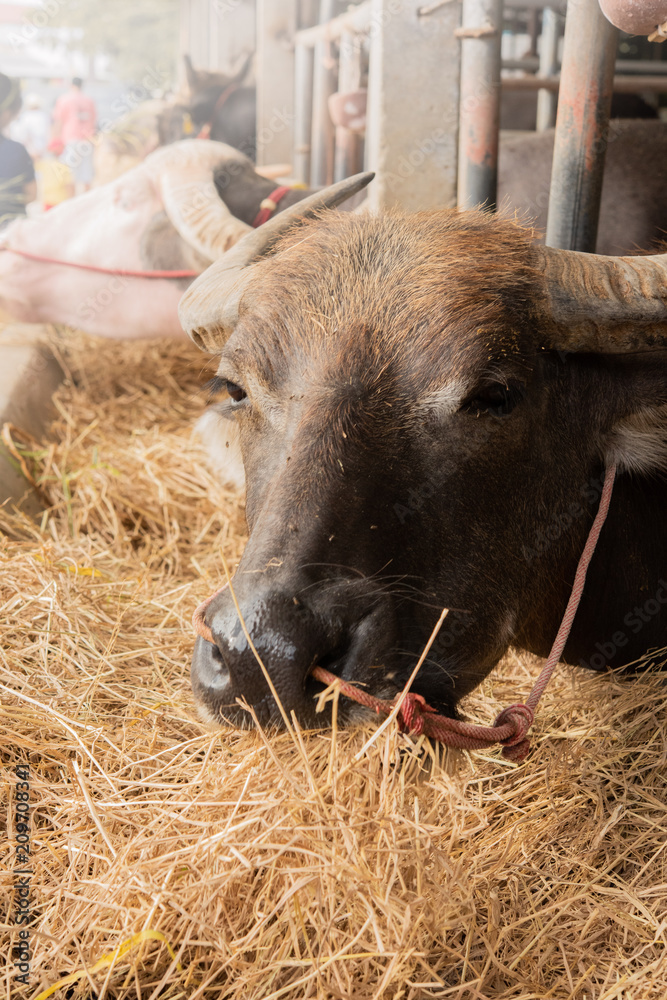 Brown buffalo in the corral eatting dry grass. Brown buffalo in the corral eatting dry grass.