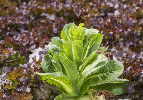 ้ัGrowing vegetables without soil (Hydroponics)
