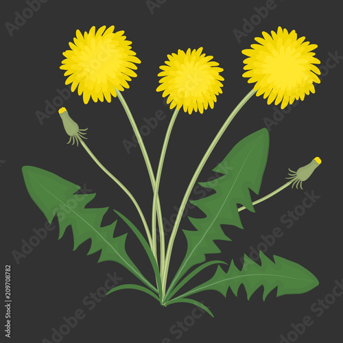Fototapeta Naklejka Na Ścianę i Meble -  Yellow dandelions with green leaves on a black background. Vector illustration