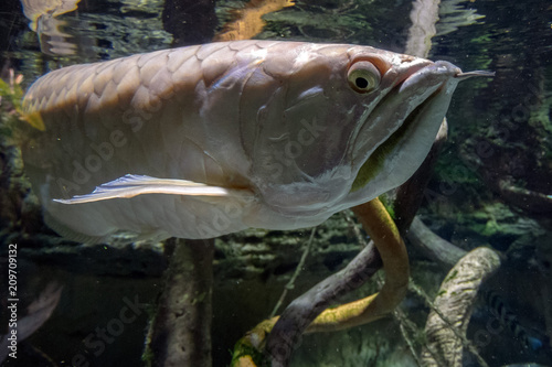 Silver arawana fish underwater portrait photo
