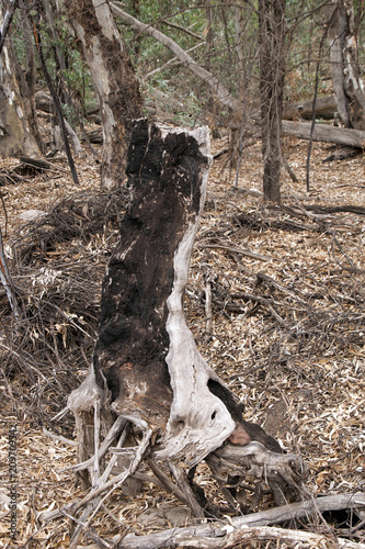 Wilpena Pound South Australia, burnt out tree in bush near trail