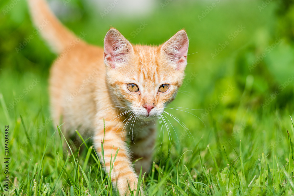 Portrait of little young red kitten walk thru grass. Shallow depth of filed.