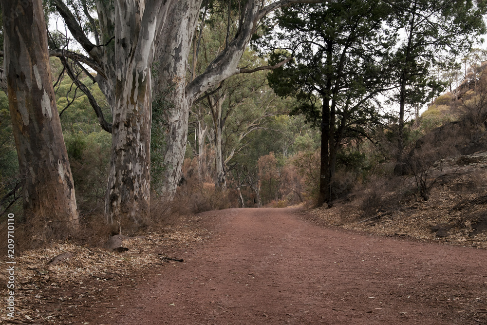 Wilpena Pound South Australia, dirt road lined with trees with leaf and bark litter around the base Wilpena Pound South Australia, dirt road lined with trees with leaf and bark litter around the base