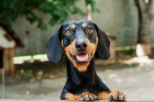 
charming black dachshund cute looks at the wooden background photo