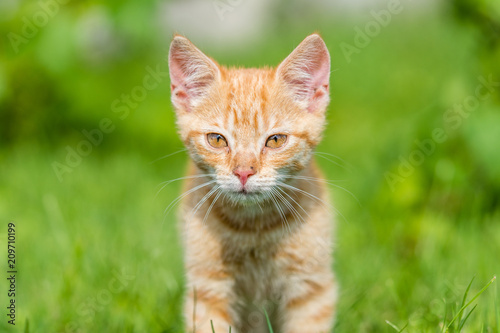 Portrait of cute kitten on grass. Shallow depth of filed.