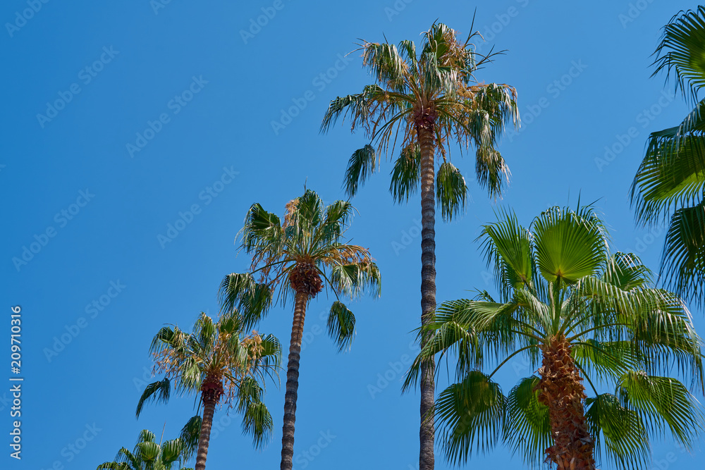 Obraz premium Palm trees against blue sky. Copy space for text. 
