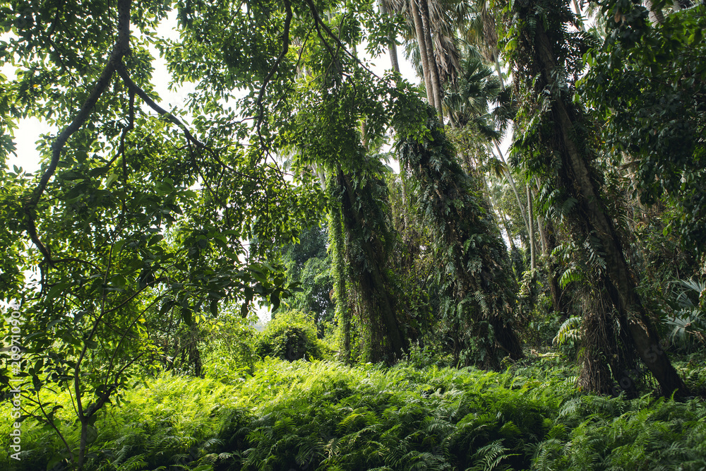 Tropical forest in Thailand, abundance of natural resource Tropical forest in Thailand, abundance of natural resource