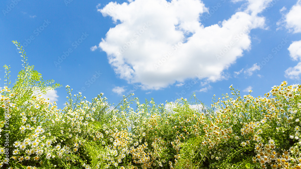 campagna nuvole fiori