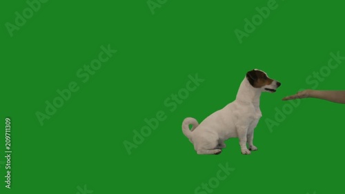 jack russell terrier gives paw on green screen
