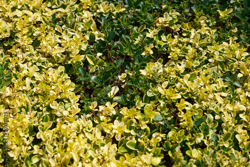Mixed green and yellow leaves background or the natural texture.