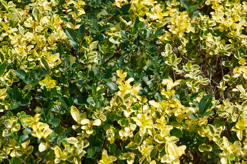 Mixed green and yellow leaves background or the natural texture.