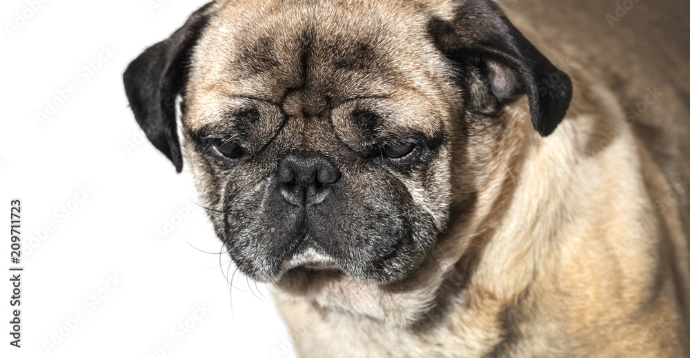 portrait of a pug close-up