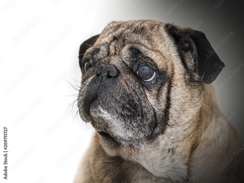 Obraz premium portrait of a pug close-up