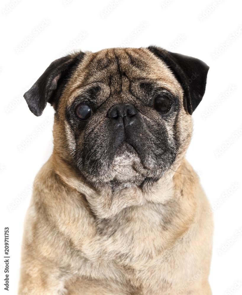 dog breed pug