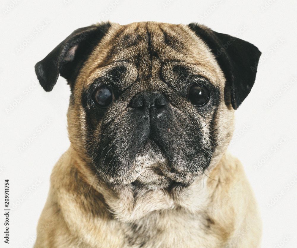 Obraz premium portrait of a pug close-up