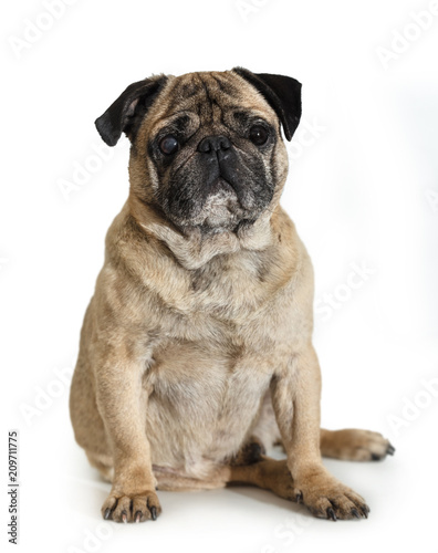 Fototapeta Naklejka Na Ścianę i Meble -  dog breed pug