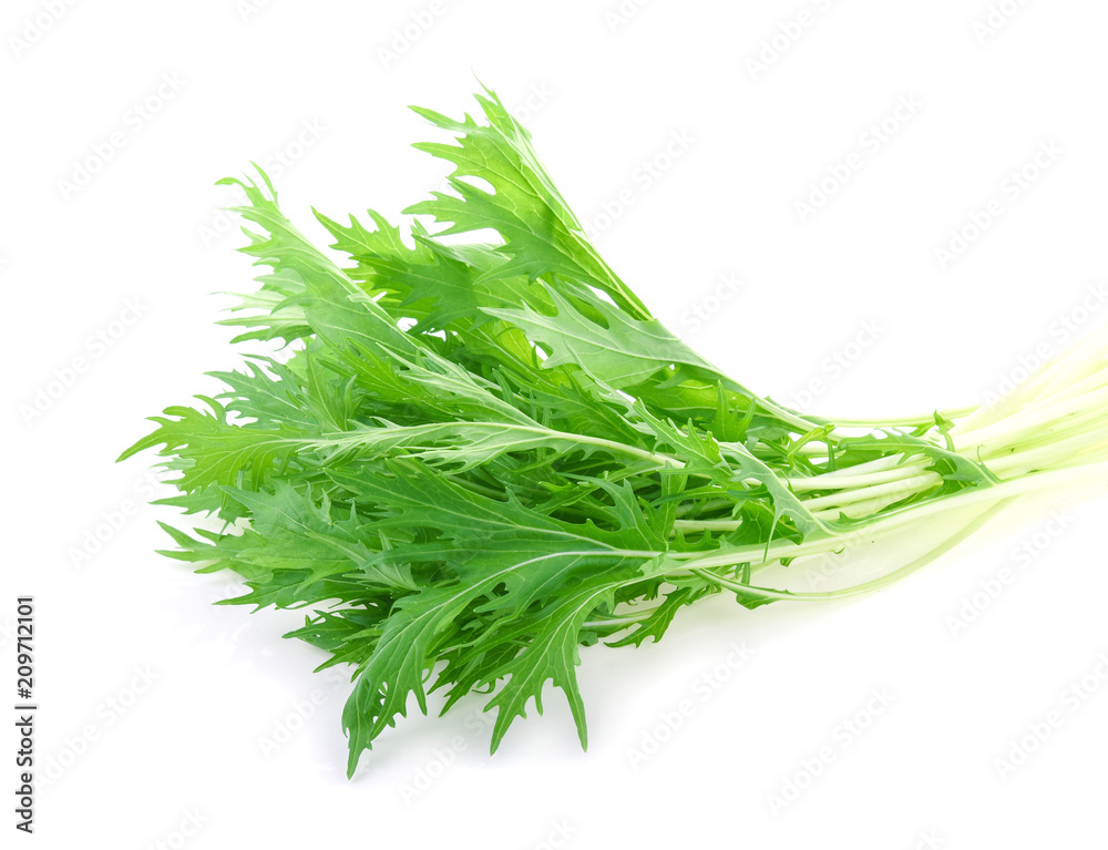 Mizuna lettuce, Japanese Mustard isolated on white background Mizuna lettuce, Japanese Mustard isolated on white background